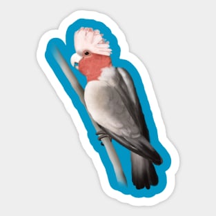 Galah Sticker